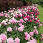Peonies (Paeonia spp.)