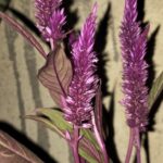 Silver Cock’s Comb (Celosia argentea) – عرف الديك الفضي