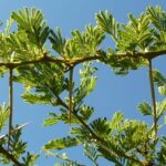 🌳 Vachellia tortilis (Umbrella Thorn Acacia)
