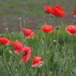 Common Poppy (Papaver Rhoeas)