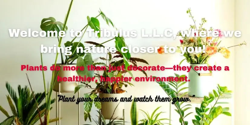 Indoor and outdoor plants displayed at Tribulus LLC, a plant trading store in the UAE